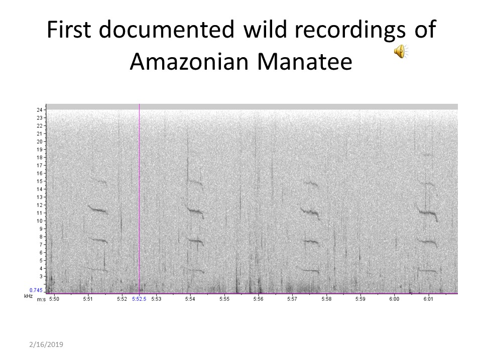 Amazon manatee spectrogram